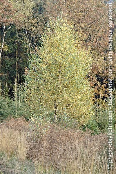 bois en automne